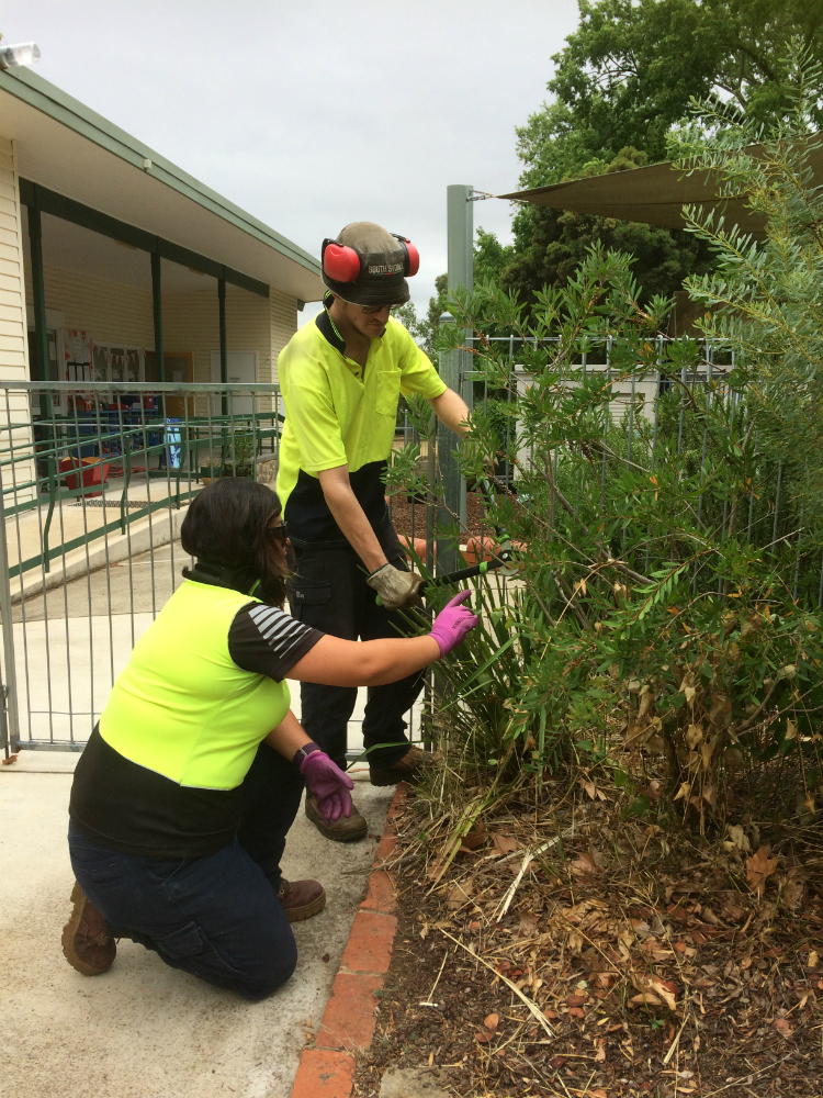 Our services: tree and shrub trimming Koomarri's Garden Maintenance team